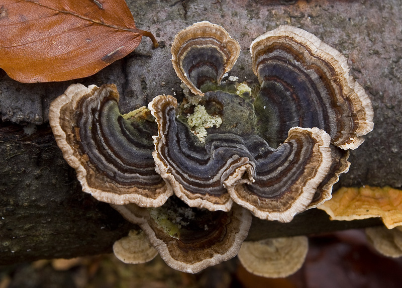 Trametes versicolor